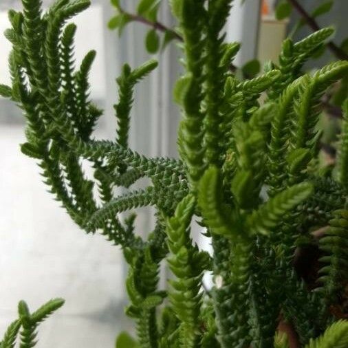 Crassula muscosa Leht