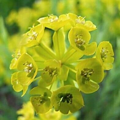 Euphorbia seguieriana Цвят