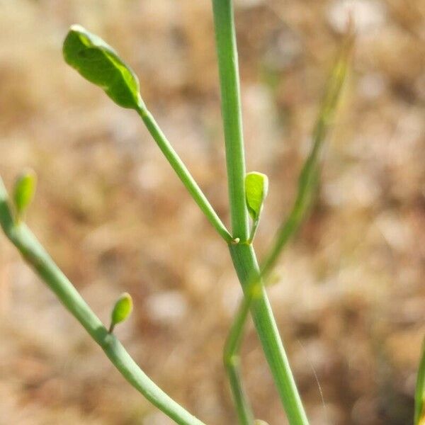 Moringa peregrina Blatt