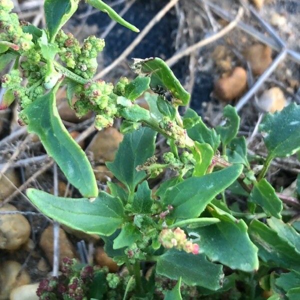 Chenopodiastrum murale Blatt