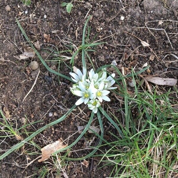 Ornithogalum exscapum Kvet