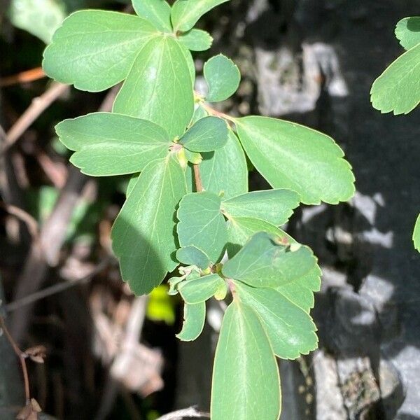 Spiraea trilobata Leaf