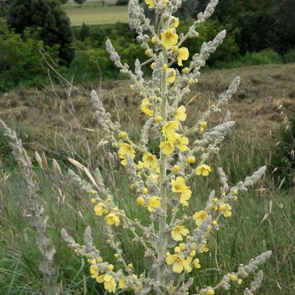 Verbascum pulverulentum Flower