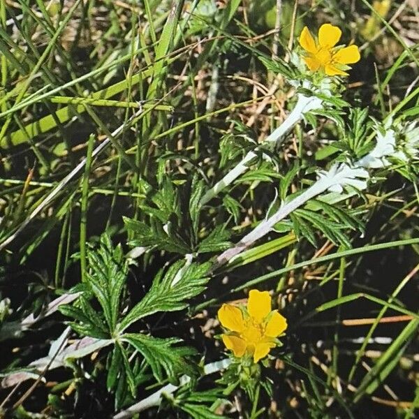 Potentilla argentea आदत