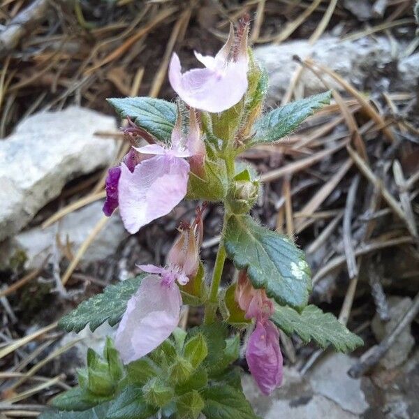 Teucrium chamaedrys Blüte