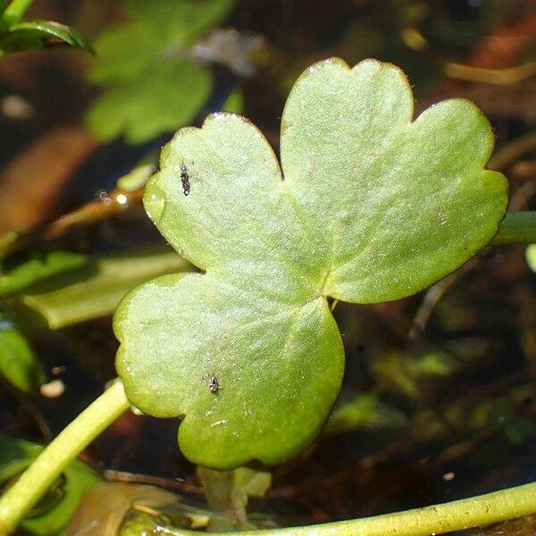 Ranunculus peltatus Leaf