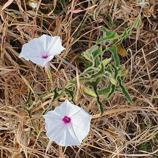 Ipomoea mombassana Blomma