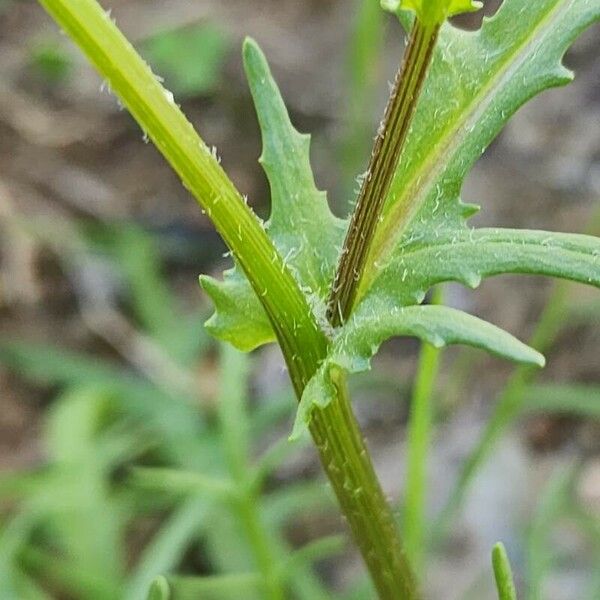 Senecio glaucus Coajă