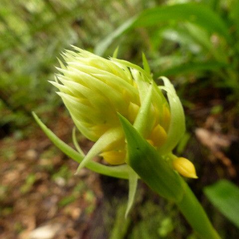 Calanthe ventilabrum 花