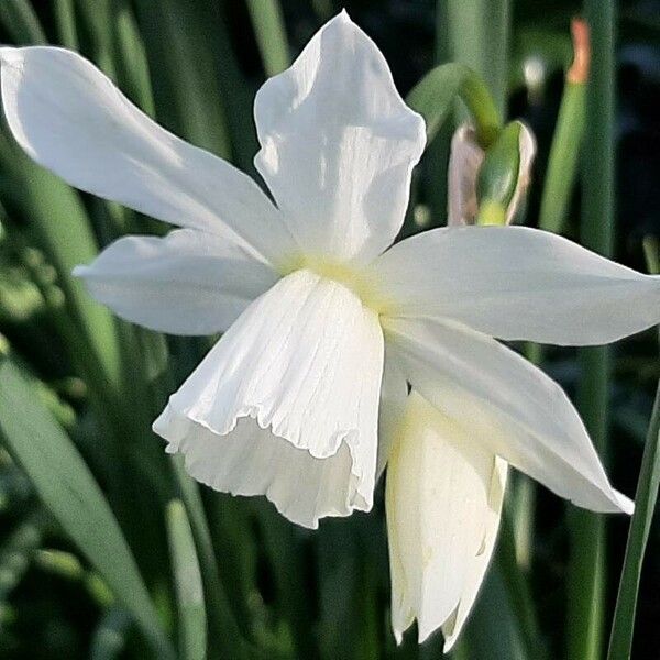 Narcissus triandrus Flower