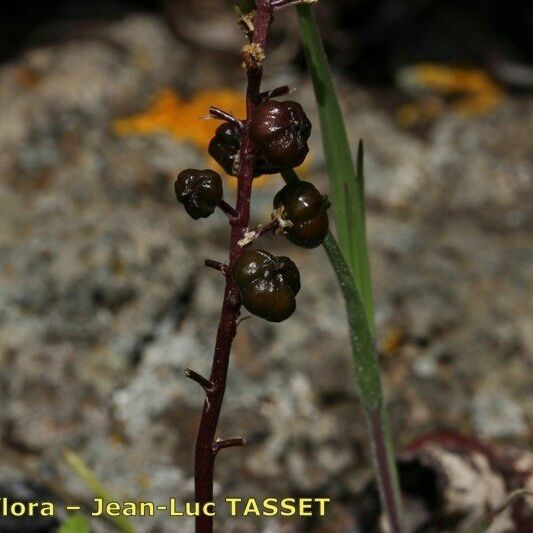 Scilla haemorrhoidalis Fruit