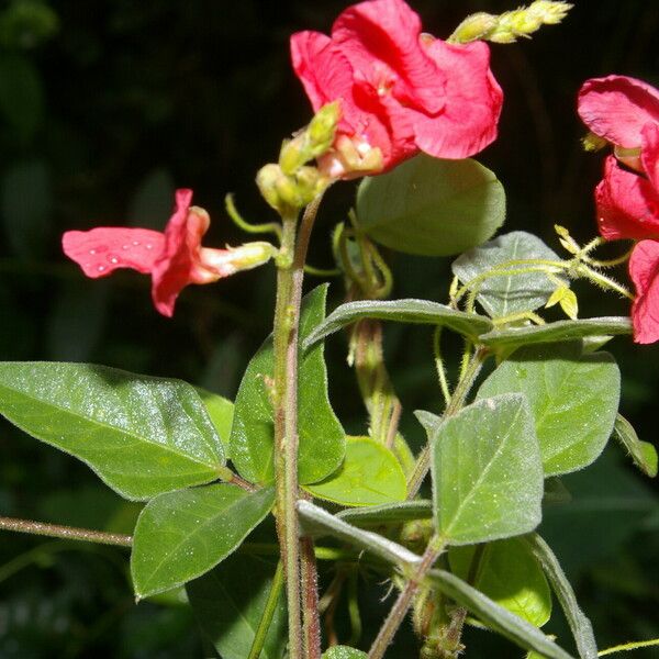 Macroptilium lathyroides Blüte