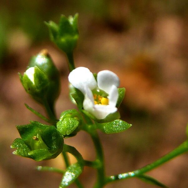 Samolus valerandi Blomma