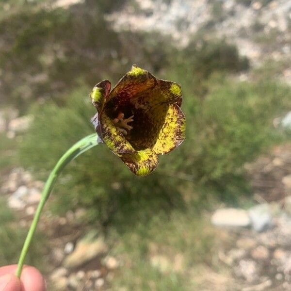 Fritillaria pyrenaica Květ