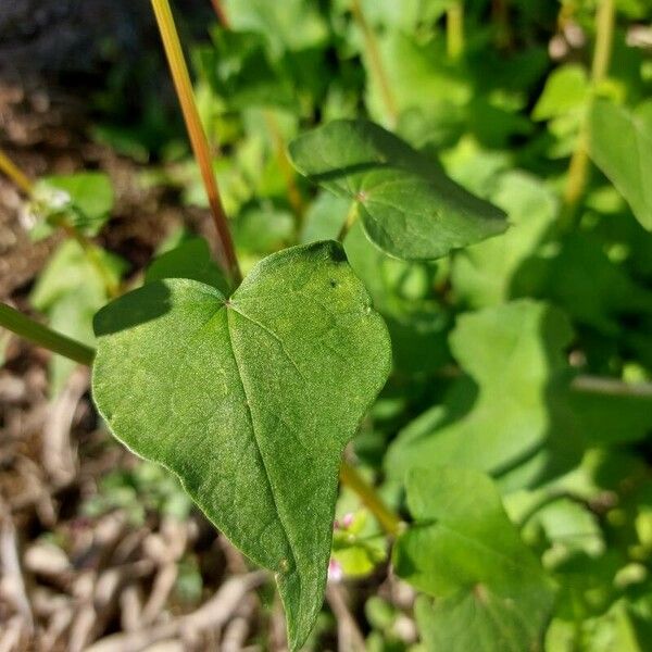 Fagopyrum esculentum Листок