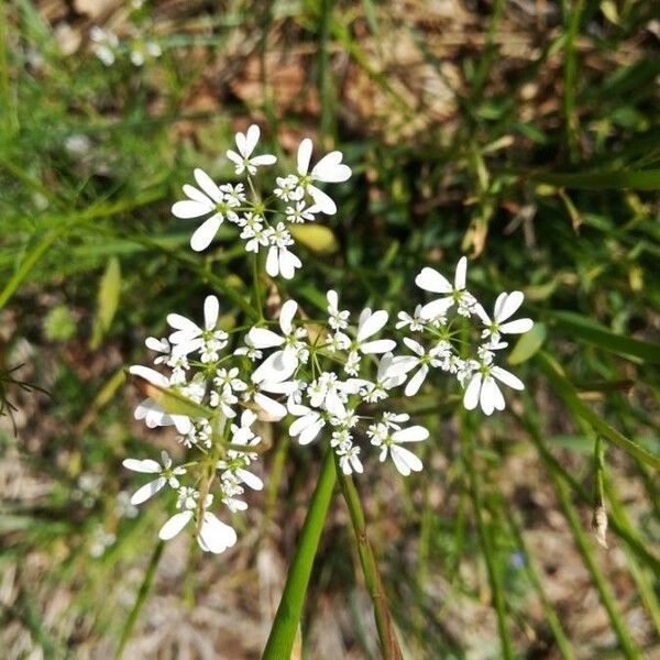 Bifora radians Flower