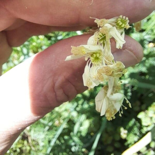 Filipendula vulgaris Kvet