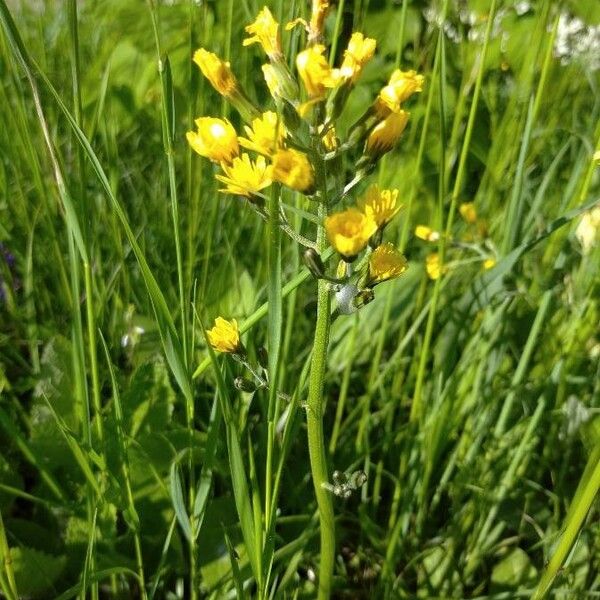 Crepis praemorsa Kukka