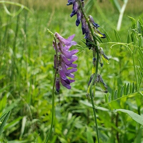 Vicia cracca Flor