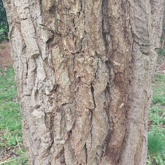 Ehretia dicksonii പുറംതൊലി