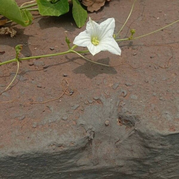 Coccinia grandis Flower