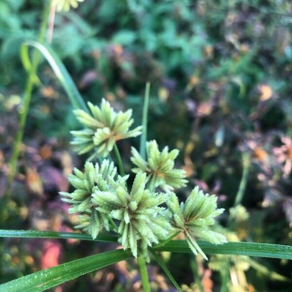 Cyperus eragrostis ফুল