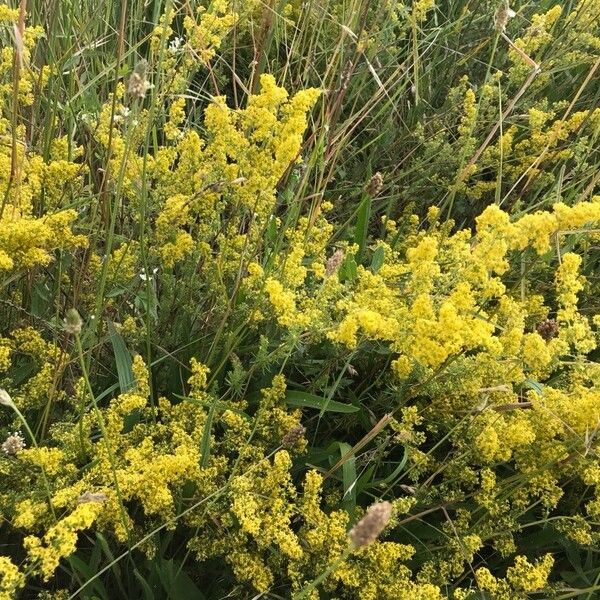 Galium × pomeranicum Flower