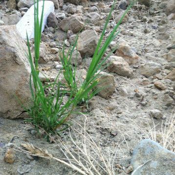 Distichlis spicata Plante entière