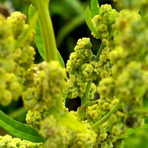 Chenopodium ficifolium Çiçek