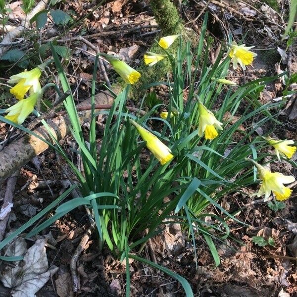 Narcissus jonquilla Çiçek