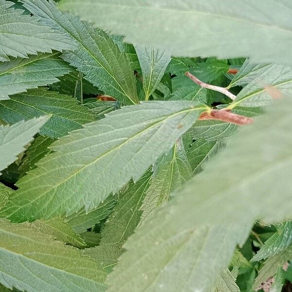 Spiraea japonica Folha