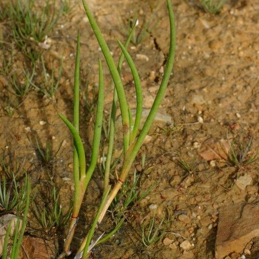 Juncus heterophyllus Habit