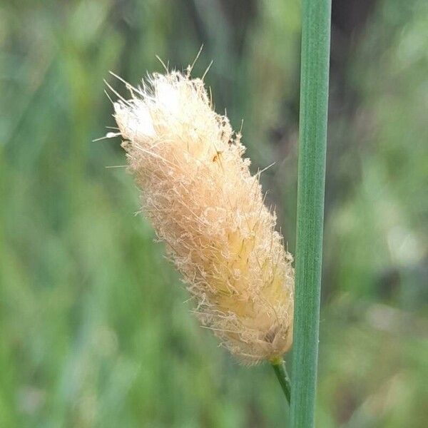 Alopecurus magellanicus Fruit