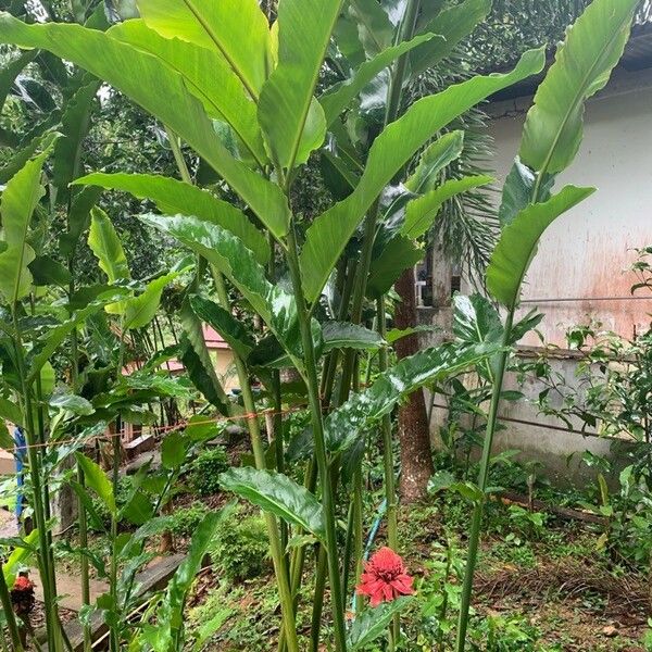 Etlingera elatior Leaf