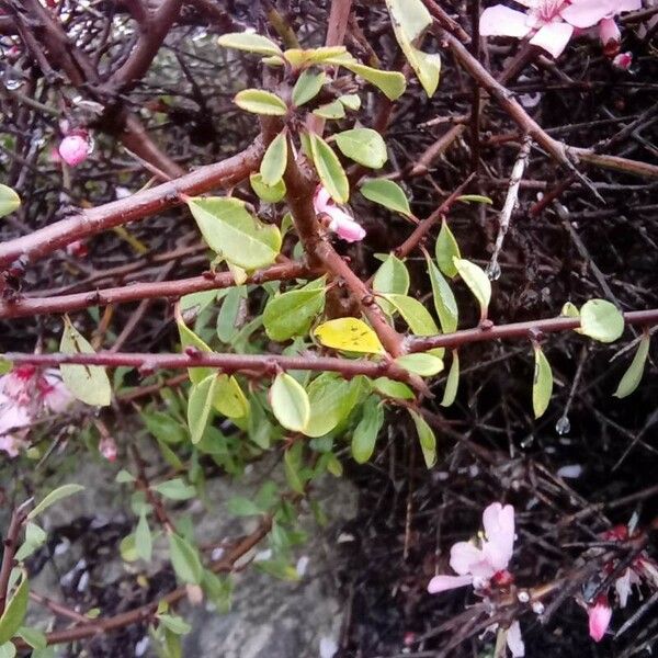 Prunus prostrata Folla