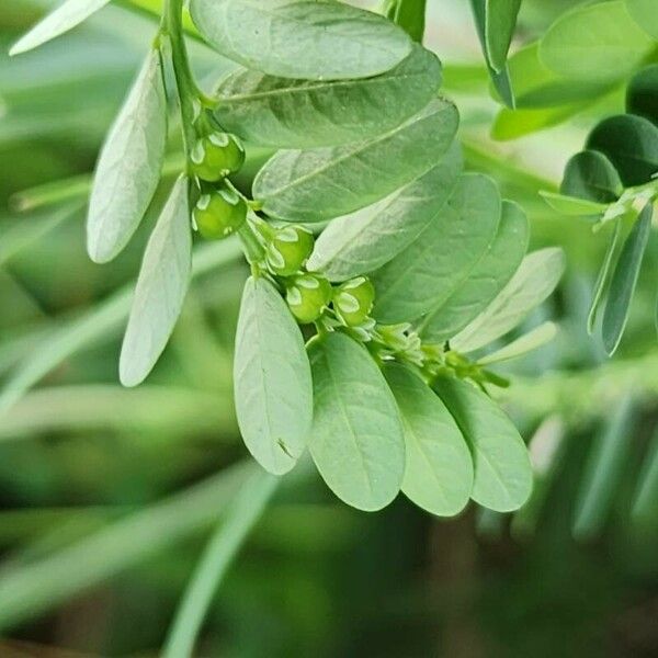 Phyllanthus amarus പുഷ്പം