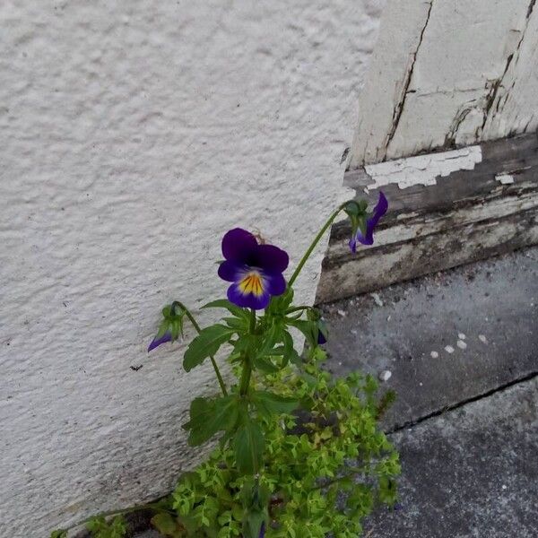 Viola tricolor 花