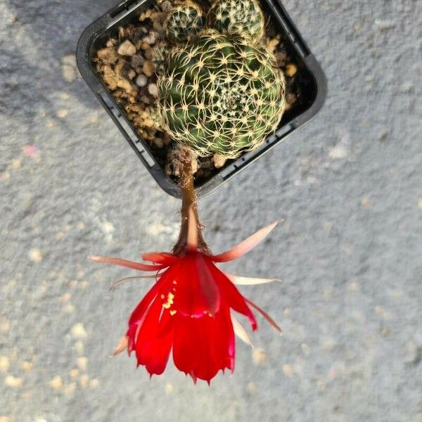 Lobivia arachnacantha Flower