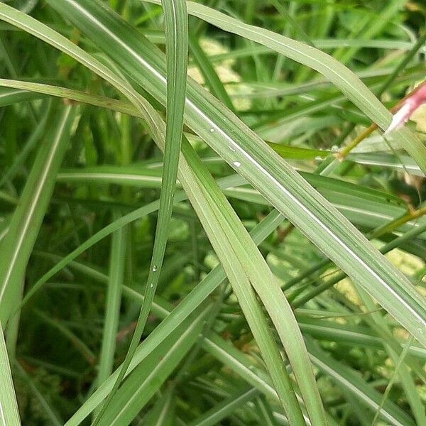 Sorghum halepense Blatt