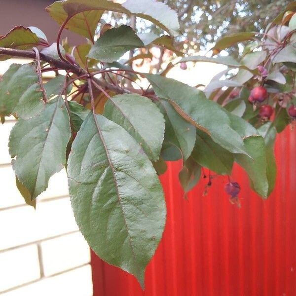 Malus baccata Blad