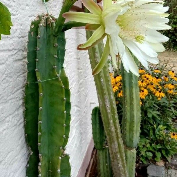 Cereus hexagonus Λουλούδι