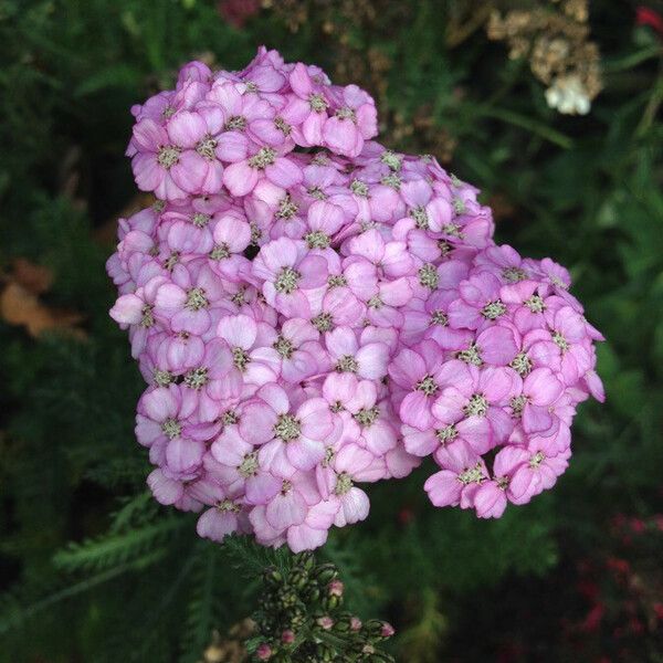 Achillea distans Květ