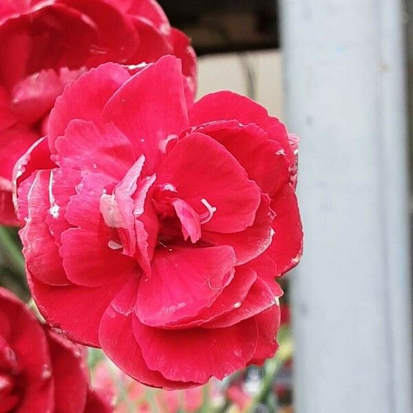 Dianthus plumarius പുഷ്പം