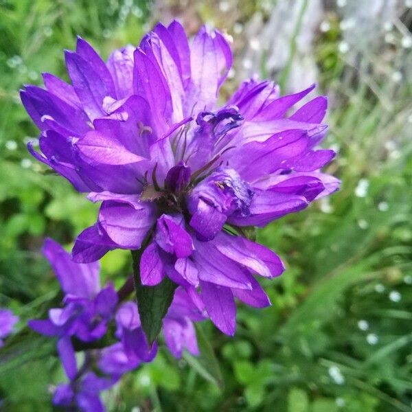 Campanula glomerata Blomma