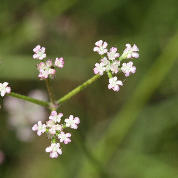 Torilis africana Kvet