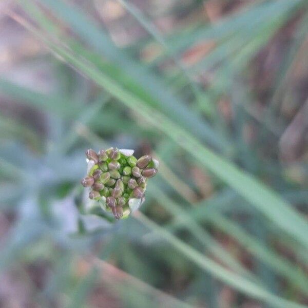 Turritis glabra Fleur