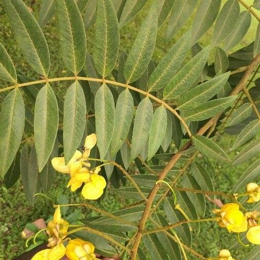 Senna petersiana Leaf