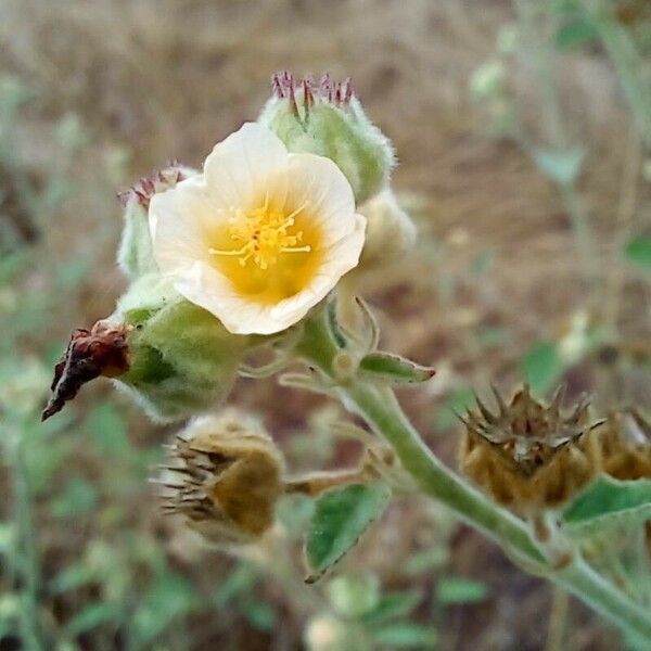 Sida cordifolia 花