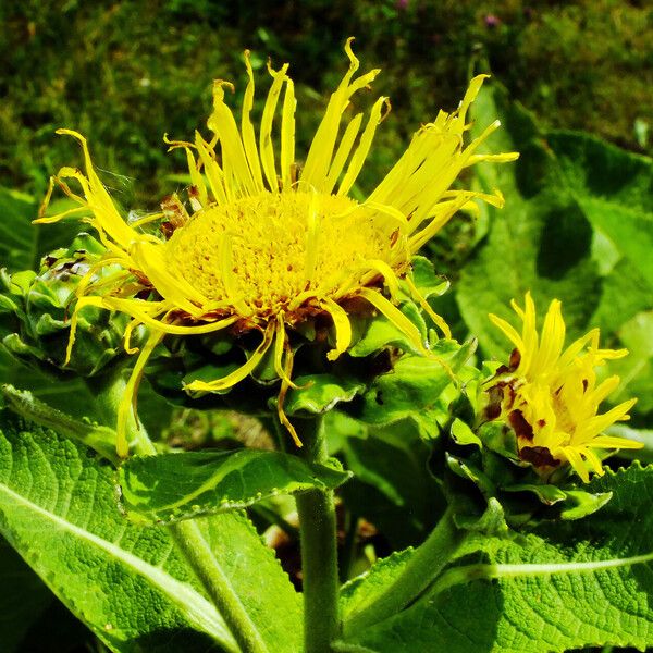 Inula helenium ᱵᱟᱦᱟ