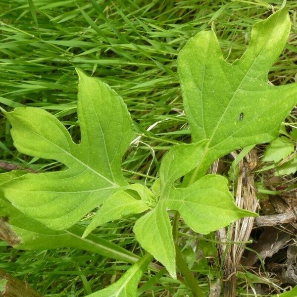 Tithonia diversifolia Leaf